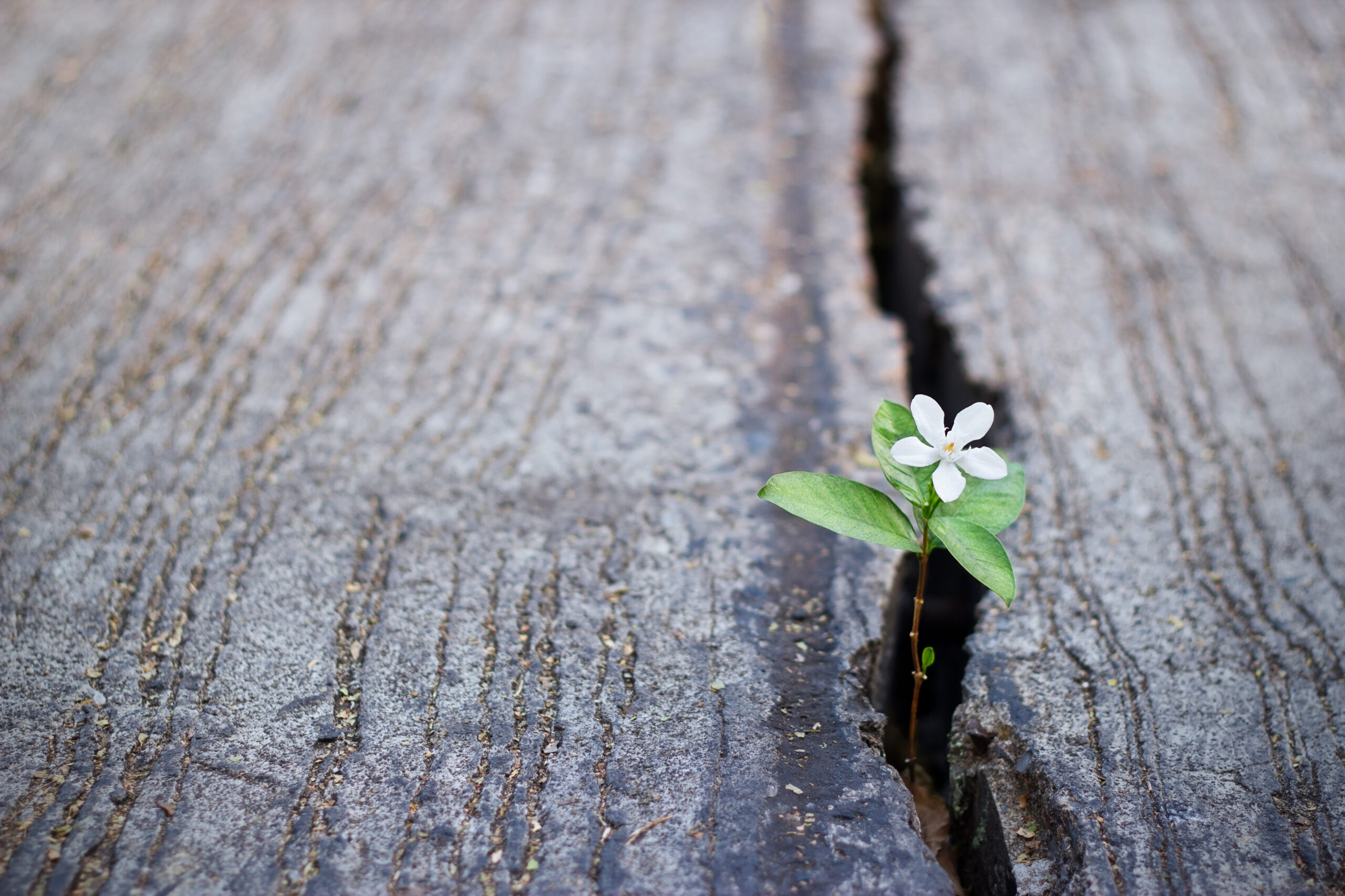 A small white flower with green leaves sprouts out of a crack in the concrete